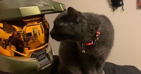 Halo 3 Legendary Version safety helmet was so tiny just a couple of pet cats used it